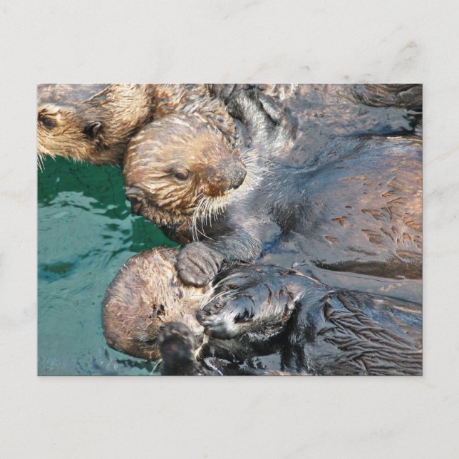 Carte Postale Loutres de mer dans des enclos de capture (Devant)