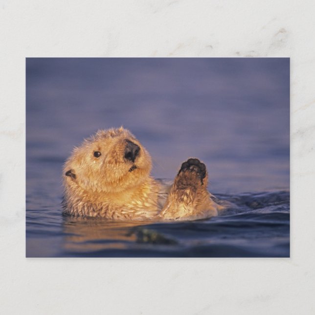Carte Postale Loutres de mer, Enhydra lutris 2 (Devant)