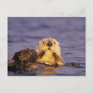 Carte Postale Loutres de mer, Enhydra lutris 5