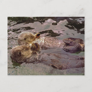 Carte Postale Loutres de mer tenant les mains