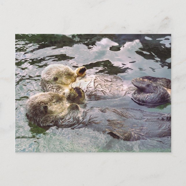 Carte Postale Loutres de mer tenant les mains (Devant)