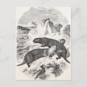 Carte Postale Loutres de mer vintages 1800 Otter Illustration