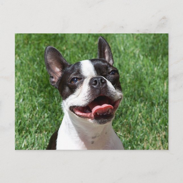 Carte Postale Love Boston Terrier Chien chiot Puppy Pensez à vou (Devant)