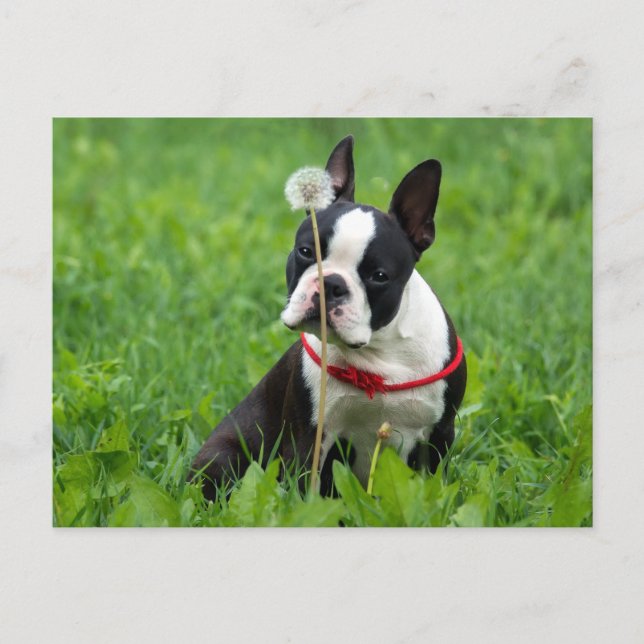 Carte Postale Love Boston Terrier Chien chiot Puppy Pensez à vou (Devant)