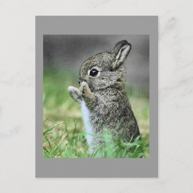 Carte Postale Love Bunny Hug (Devant)