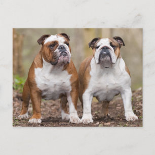 Carte Postale Love English Bulldog Chien Chien Chien Chien Pot C