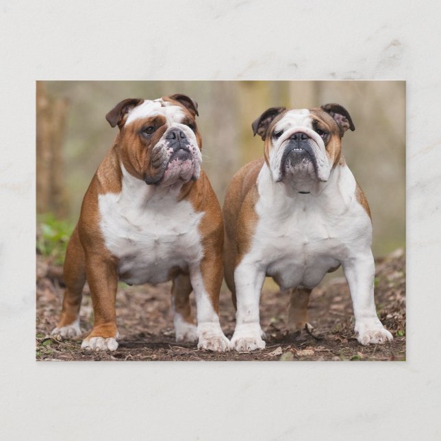 Carte Postale Love English Bulldog Chien Chien Chien Chien Pot C (Devant)