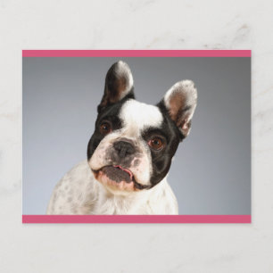 Carte Postale Love French Bulldog Chien Chien Chien Chien Pot Ca