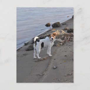 Carte Postale Love From The Dog par Janz Jack Russell