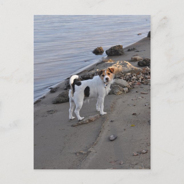 Carte Postale Love From The Dog par Janz Jack Russell (Devant)