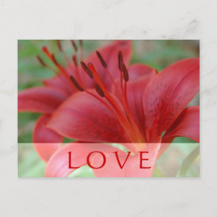 Carte Postale Love Lily