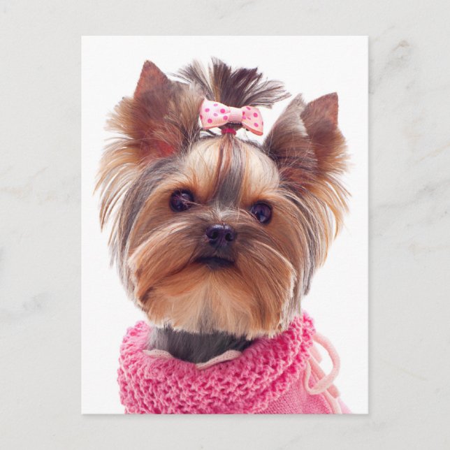 Carte Postale Love Yorkshire Terrier Chien Chien Chien Chien Bla (Devant)