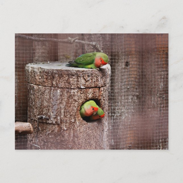 Carte postale Lovebird troisième roue (Devant)