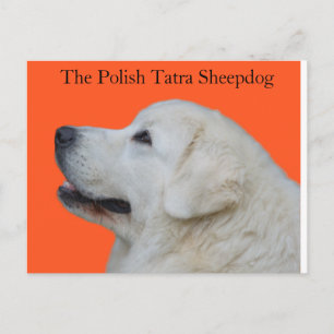 Carte Postale Lovely Head of Polish Tatra Sheepdog on Postcard