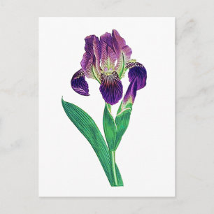 Carte Postale Lovely Purple Dutch Iris