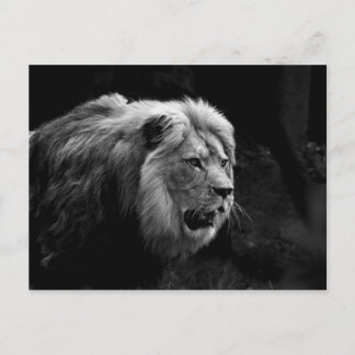 Carte Postale löwe