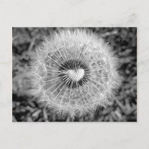 Carte Postale Löwenzahn