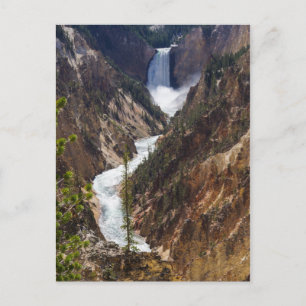 Carte Postale Lower Falls Yellowstone