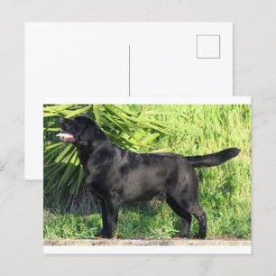 Carte Postale LR noir complet