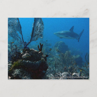 Carte Postale Ltd Edition Bahamian Reef Sharks