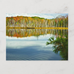 Carte Postale L'U. P : Réflexions sur l'arbre des bouleaux d'aut