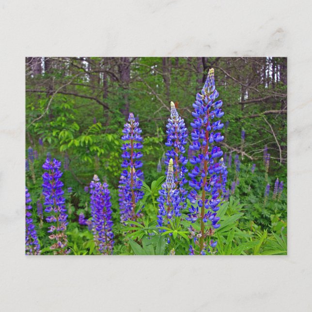 Carte Postale Lubins (Devant)