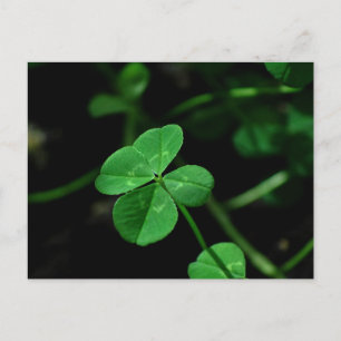 Carte Postale Lucky