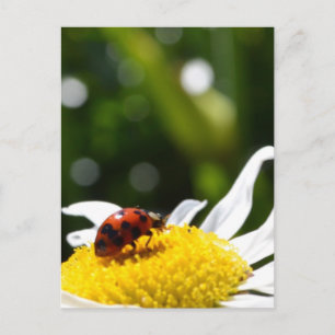 Carte Postale Lucky Ladybug
