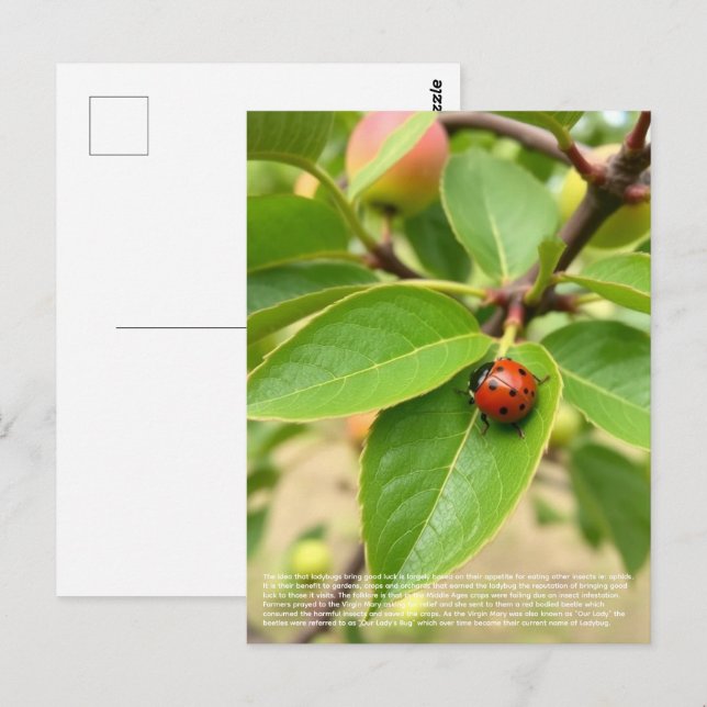 Carte Postale Lucky Ladybug  (Devant / Derrière)
