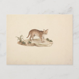 Carte Postale Luigi Balugani - Chat sauvage d'Afrique ou Serval