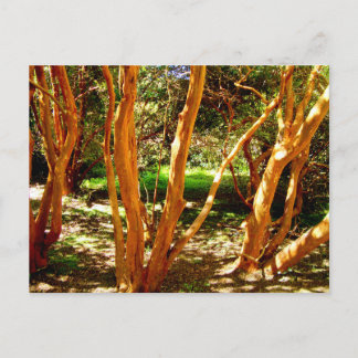 Carte Postale Luma apiculata, Chili