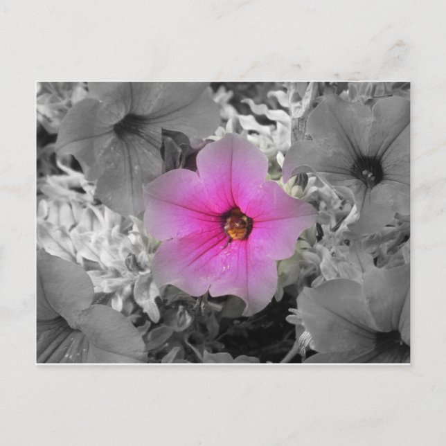 Carte Postale Lumière (Devant)