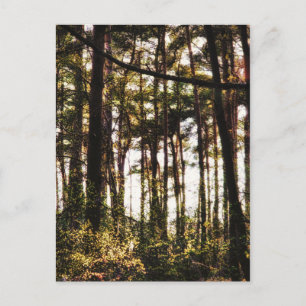Carte Postale Lumière à travers les arbres forestiers