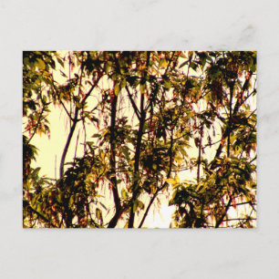 Carte Postale Lumière de l'aube à travers Feuilles d'érable et f