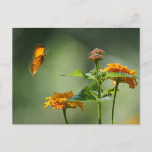 Carte Postale Lumière de l'été