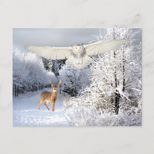 Carte Postale "Lumière de neige" (Devant)
