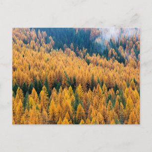 Carte Postale Lumière du matin à la plage   Île Tybee