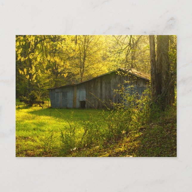 Carte Postale Lumière du matin du printemps du Tennessee rural (Devant)
