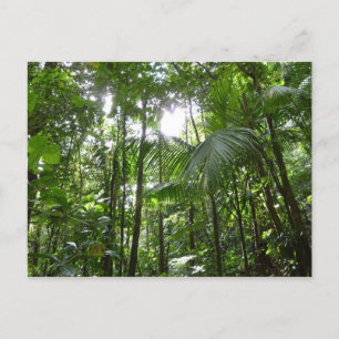Carte Postale Lumière du soleil à travers la canopée de la forêt