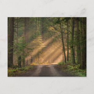 Carte Postale Lumière du soleil à travers la forêt