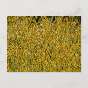 Carte Postale Lumière Du Soleil À Travers L'Herbe Haute