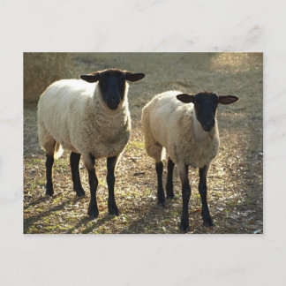 Carte Postale Lumière du soleil d'après-midi de deux moutons du