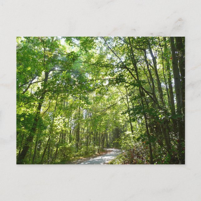 Carte Postale Lumière du soleil sur le chemin en bois au Centenn (Devant)