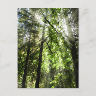 Carte Postale Lumière solaire de Cathedral Grove pour la travers