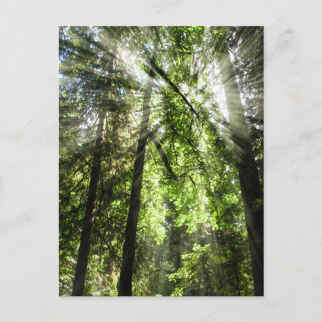 Carte Postale Lumière solaire de Cathedral Grove pour la travers (Devant)