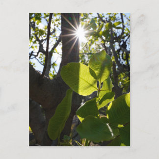 Carte Postale Lumière solaire et pistaches