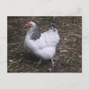 Carte Postale Lumière Sussex Hen