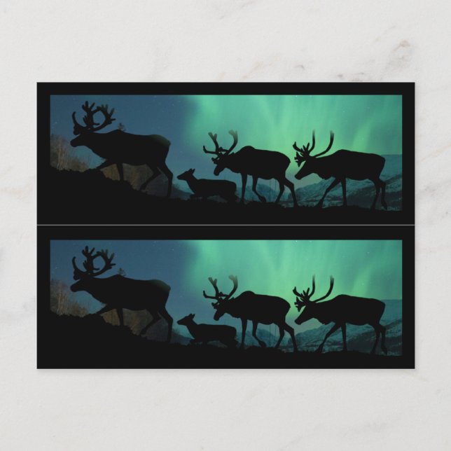 Carte Postale Lumières du caribou et du nord (Devant)