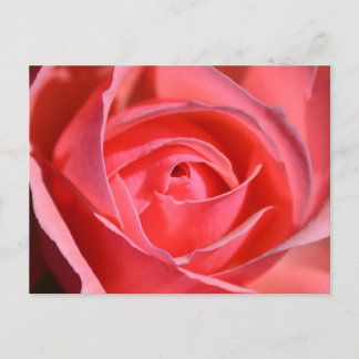 Carte postale lumineuse de rose de rose