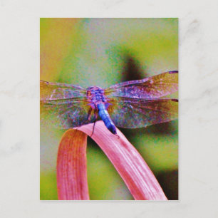 Carte Postale Lumineux Arc-en-ciel rose